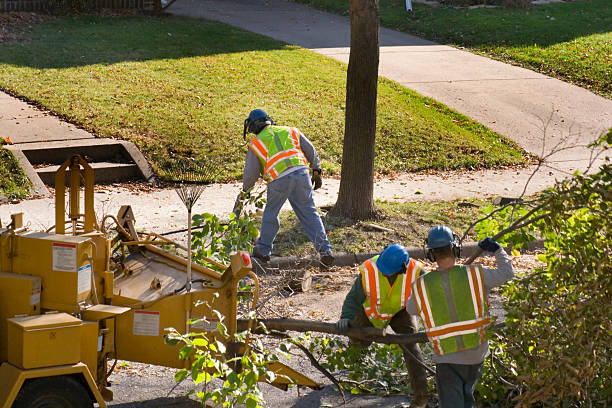 Best Tree and Shrub Care  in Kimberling City, MO